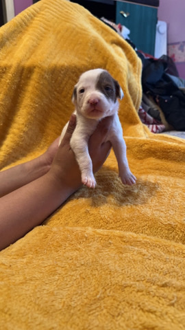 American Pit Bull Terrier – pit bull puppies mix