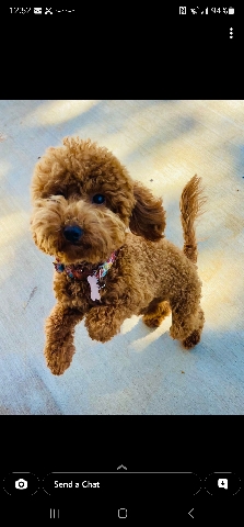 Poodle – Micro Golden Doodle