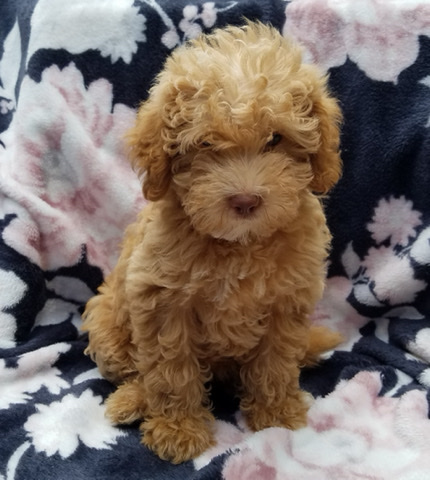Poodle – miniature poodle