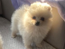 Pomeranian – Russian Pomeranian – High Wycombe