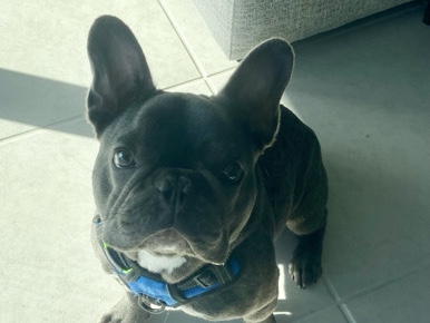 French Bulldog – frenchie looking for good family – Groveland