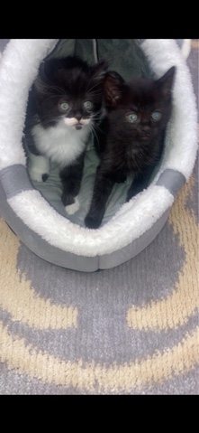 Maine Coon – kittens (half Maine ****)