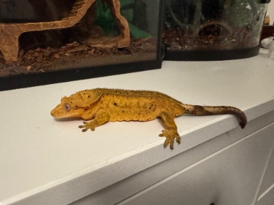 Lizard – Chinese Cave Gecko & Crested Gecko – Alhambra