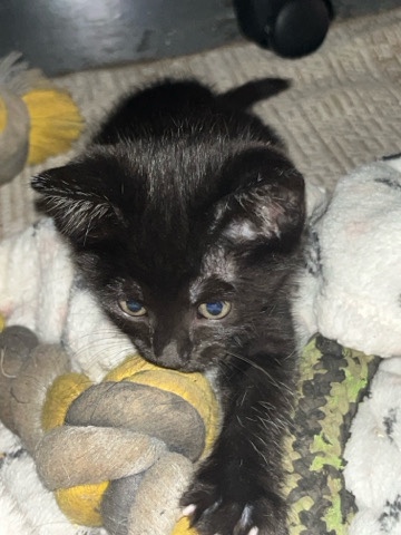 kittens