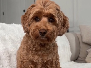Goldendoodle – ***Ventura - free Puppy – Oceanside-Escondido