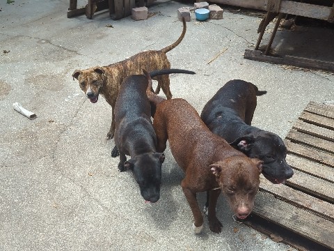 American Pit Bull Terrier – about 4 pitbull mixes – Orlando