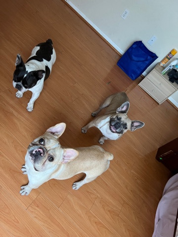 French Bulldog – i got 3 frenchies
