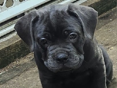 Cane Corso – Cane Corsos – Sanford