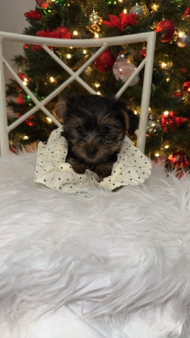 Yorkshire Terrier – Yorkie puppies