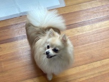 Pomeranian - for sale  available for adoption in Boston