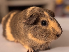 Guinea Pig – Friendly Female Guinea Pigs – 3 Years Old in Desert Hot Springs – Desert Hot Springs