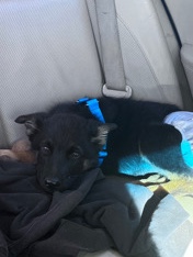 Old German Shepherd Dog – selling german puppy