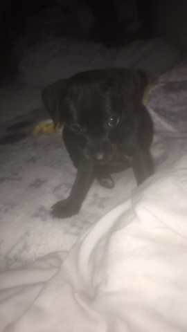 Patterdale Terrier – all black patter jack