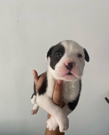 blue nose pit bull