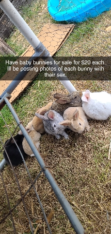 Rex – 5 week old bunnies for sale