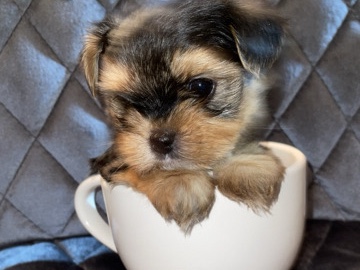 Yorkshire Terrier - MORKIE BOY PUP available for adoption in Miami
