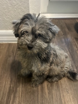Lhasa Apso – Gorgeous Male Mixed Breed For Rehome
