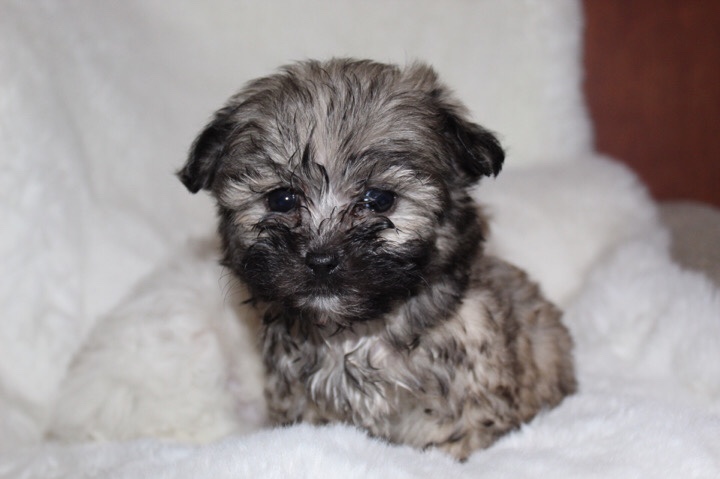 Yorkshire Terrier – Tecup Yorkie