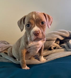 American Bulldog – 8 week old bully puppy looking for new home