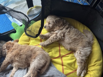 pomadoodle puppys – North Providence