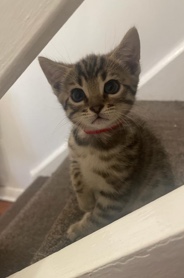Bengal – Beautiful Bengal kitten