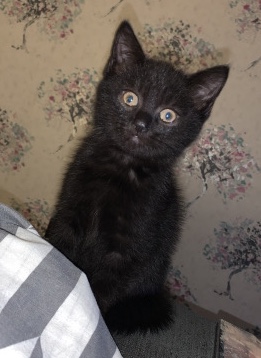 British Longhair – baby kittens