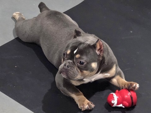 American Bulldog – Ace – Bellmawr