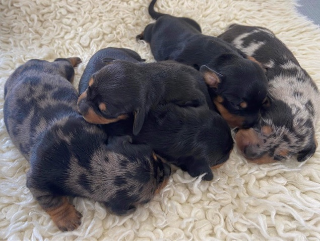 Dachshund – miniature dachshund puppies