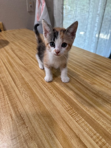 kitty
