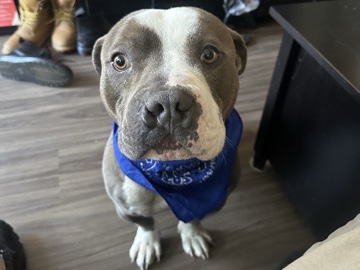 staffordshire terrier 