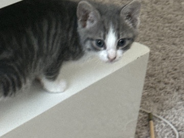 American Shorthair - Looking for new homes for these cuties  available for adoption in San Antonio