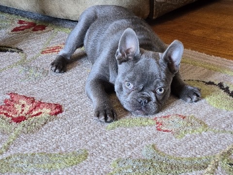 French Bulldog – AKC French Bull dog – Norristown