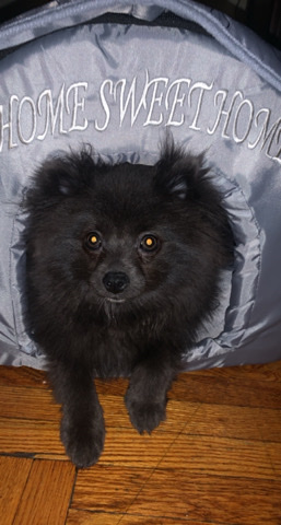 Pomeranian – Berretta