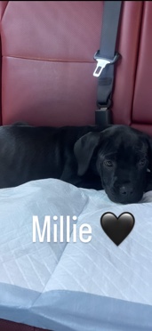 Cane Corso – cane corso