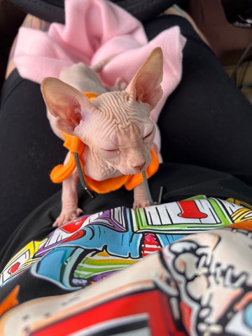 Sphynx – sphynx kittens