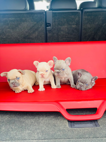 French Bulldog – Fantastic 4
