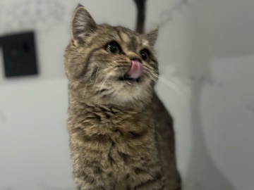 Scottish Fold – كيتين سكوتش ستريت للبيع – الرياض