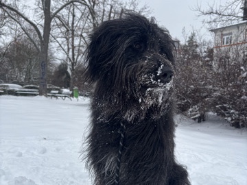 Catalan Sheepdog – Liebevoller, aktiver Junghund sucht verantwortungsvolles Zuhause – Landsberg