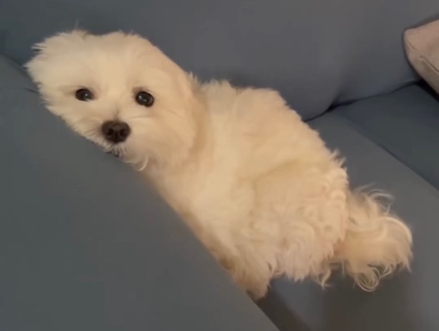 Maltese – 100x100 maltése