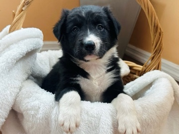 Border Collie - border collie puppies  available for adoption in Lady Lake