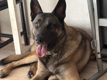 Belgian Shepherd Dog (Malinois) – adopción perro pastor belfa malinois de 2 años – Badalona