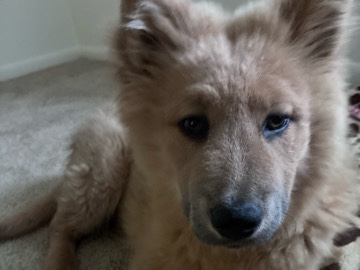 Mixed Breed – chow chow - German shepherd husky – Wilmington
