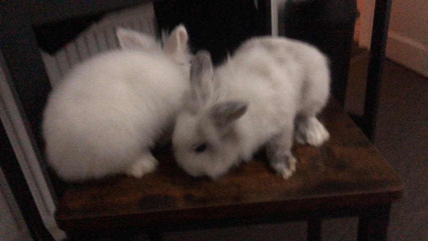Lionhead – selling 2 lions heads with full set up and toys