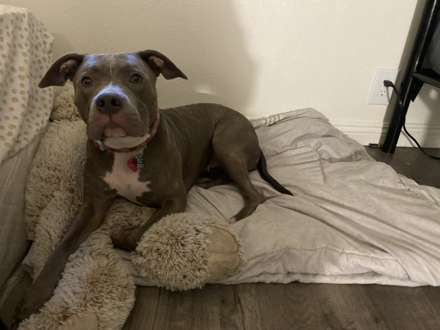 American Pit Bull Terrier – FREE PITBULL – Long Beach