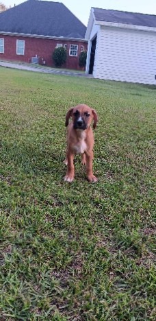 Dachshund – multiple puppys for sale 50$ for boys and 60 for girls bc there's only 2