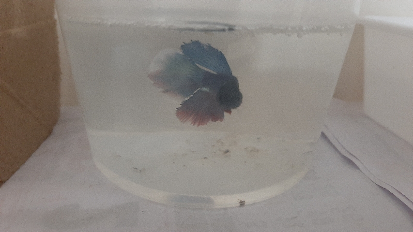 Betta – betta fish