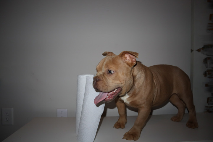 micro bully