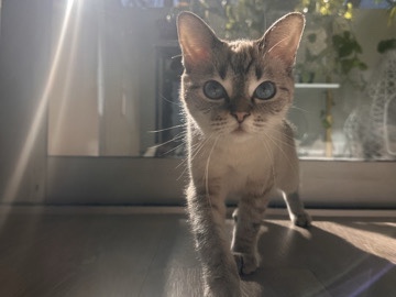 Siamese – Purity is looking for a New Family – Laguna Niguel
