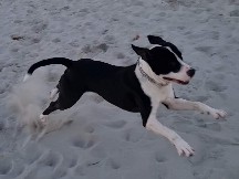 Staffordshire Bull Terrier – Je donne chien – Fontaine