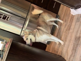 Siberian Husky – Female Husky – McLeansville